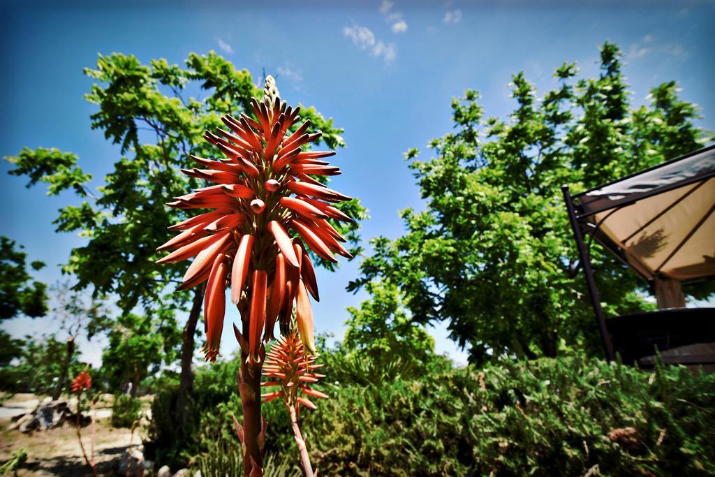Masseria Pitanni Gallipoli Ngoại thất bức ảnh